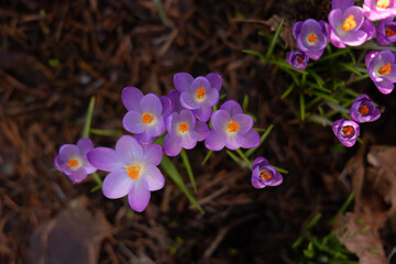 spring crocus flowers in bloom 