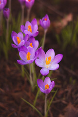spring crocus flowers blooming 