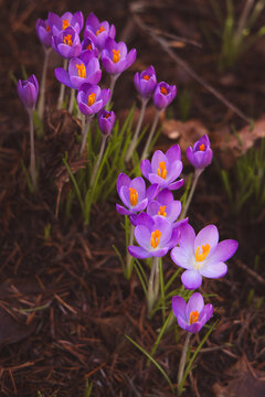 purple crocus flowers spring fresh 