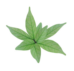 Close up beautiful green leaf on stalk isolated on transparent background.