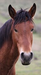 Portrait of a Wild Horse 