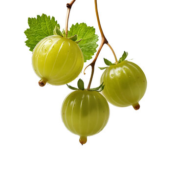 Gooseberry image isolated on a transparent background PNG photo