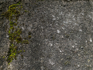 Moss and small plants growing on wet wall surface. Aged weathered house wall or rocks.
