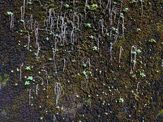 Moss and small plants growing on wet wall surface. Aged weathered house wall or rocks.