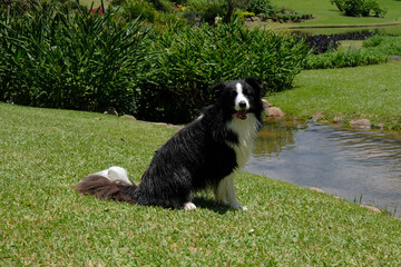 Naklejka na ściany i meble A Border Collie sitting by a pond with a classic white manor and lush gardens in the background