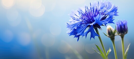 A detailed view of a vibrant blue cornflower in full bloom, set against a softly blurred background. The delicate petals and intricate center of the flower are prominently featured, highlighting the