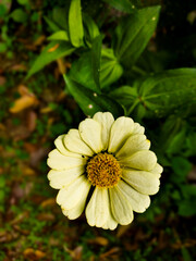 Zinnia elegans flowers in white, photo of flowers with spring colors, the most famous annual flowering plant of the genus Zinia