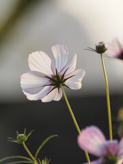 Cosmos flowers in the afternoon sunlight captured by olympus camera