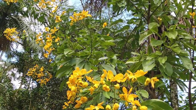 Ac&aacute;cia-amarela, &aacute;rvore florida na primavera e mamagavas voando a procura de p&oacute;len