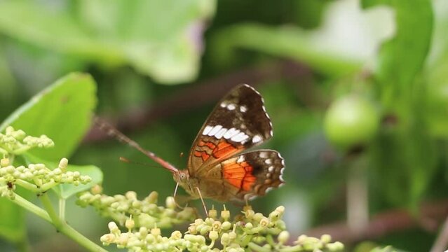 Borboleta colorida, cores laranja, preto e branco,  se alimentando do n&eacute;ctar de uma flor do campo.