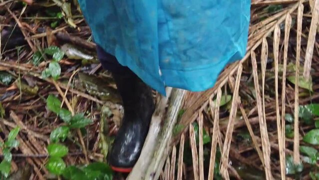 Caminhando na floresta h&uacute;mida, s&oacute; os p&eacute;s de uma pessoa cal&ccedil;ando botas,