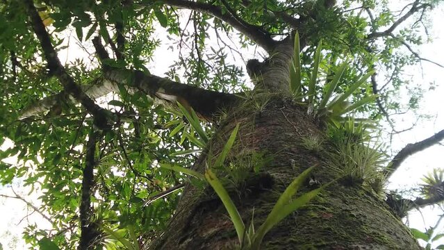 Tronco do Guapuruvu com ep&iacute;fitas, &aacute;rvore de crescimento r&aacute;pido da mata atl&acirc;ntica.