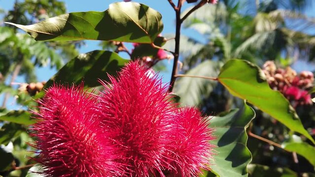 Urucum,  fruto e flores do urucuzeiro ou urucueiro, arvore da fam&iacute;lia das bix&aacute;ceas, nativa na Am&eacute;rica tropical.