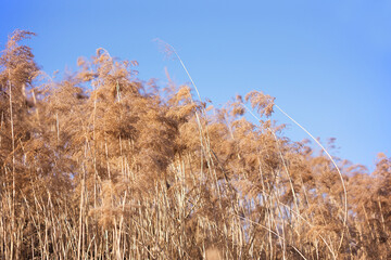 Obraz premium Reeds flourish in the winter