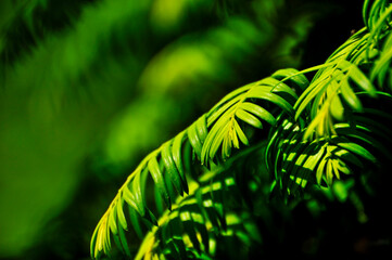 pine green leaves background