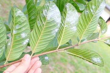 Closeup of guava leaves with white pest  whiteflies infestation. Guava farming pest and disease management.