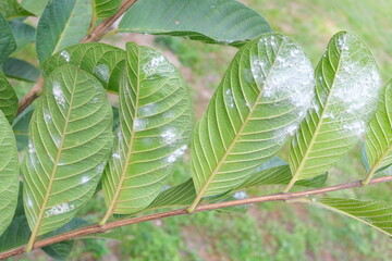 Closeup of guava leaves with white pest  whiteflies infestation. Guava farming pest and disease...