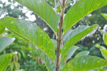 Closeup of guava leaves with white pest  whiteflies infestation. Guava farming pest and disease management.