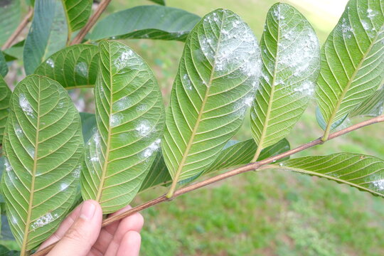 Closeup of guava leaves with white pest  whiteflies infestation. Guava farming pest and disease management.