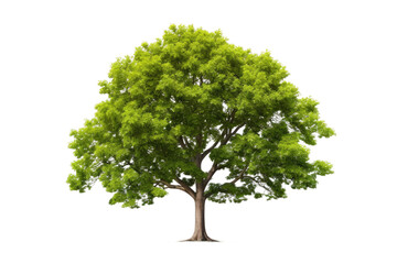 Elite Elm Tree Isolated On Transparent Background