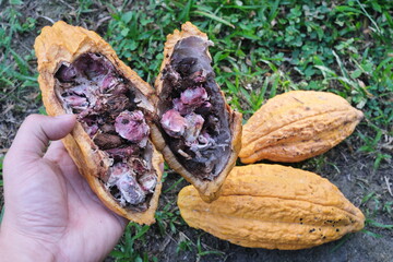 Selective focus of cacao fruit with black, rotten and moldy beans. Cacao farming pest and disease.