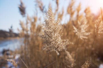 Reed flower plants in winter