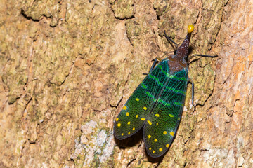 lanternflies or Fulgoridae is a large group of hemipteran insects