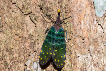 lanternflies or Fulgoridae is a large group of hemipteran insects