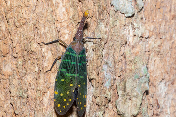 lanternflies or Fulgoridae is a large group of hemipteran insects