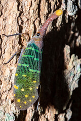 lanternflies or Fulgoridae is a large group of hemipteran insects