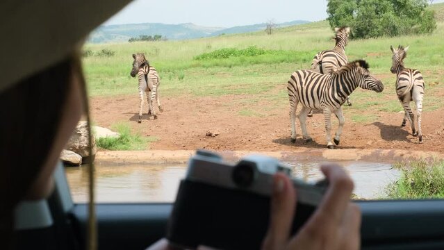 A female tourist wearing a safari hat takes pictures of animals in a savannah in Africa. a Woman traveler sits in a safari vehicle and takes a photo of wild animals in a national reserve zebra