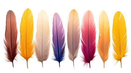 A stunning array of colorful feathers showcased without any visible branding.