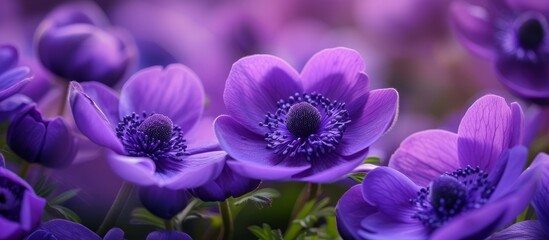 Obraz premium Radiant Purple Flowers Wallpapers Perfect for Cheerful Backgrounds or Prints - Botanical Decor Inspiration