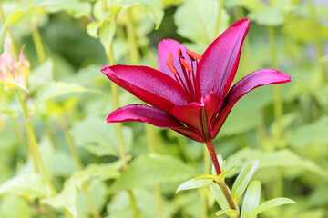 Blooming bud of a burgundy decorative lily in a garden summer flower bed.