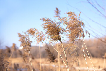 The wind blows down the winter reeds