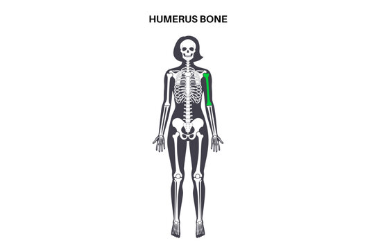 Humerus bone anatomy