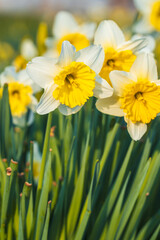 Obraz premium Spring blooms with color