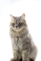 Isolated Grey Persian Long Hair Cat