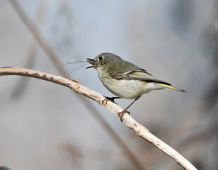 The ruby-crowned kinglet (Regulus calendula) with caught mosquito in its beak, Brazos Bend State Park