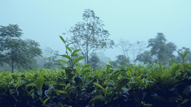 A drizzle of rainwater began to drench the tea plantation area on the day that began at night
