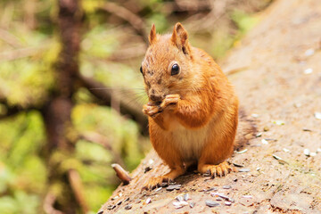 Forest wild squirrel sits on the trunk of an old tree eating raw seeds. 
