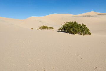 Shrubs in the desert at Mesquite Flat Sand Dunes, Death Valley National Park, California