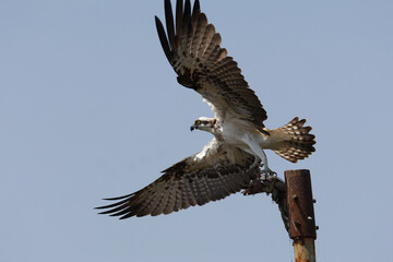 eagle in flight Osprey in flight with a kill natural habitat shot