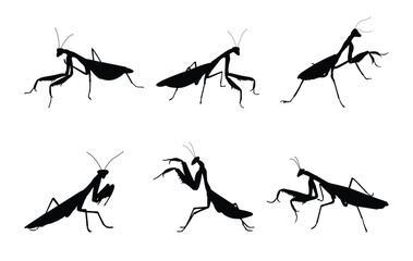 Set of praying mantis isolated on white background. Illustration of a praying mantis