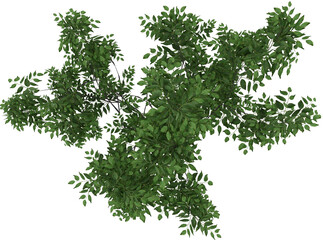Detail Tree Top View isolated on transparent background - obrazy, fototapety, plakaty
