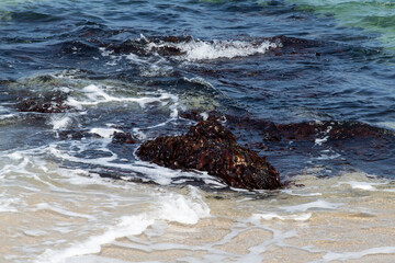 View of the seaweed on the beach