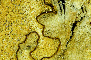 Abstract wood background