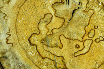 Abstract wood background