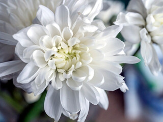 delicate white chrysanthemum flowers on a blurred background - 746928255