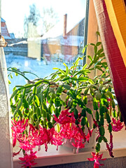 Blooming Christmas cactus in a pot on the windowsill - 746928456